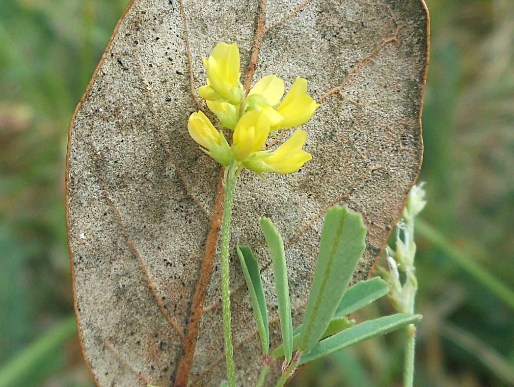 Trigonella wojciechowskii (=Melilotus neapolitanus) / Meliloto napoletano